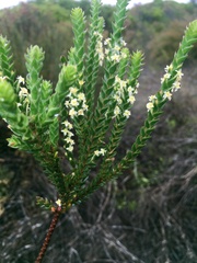 Struthiola striata