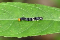 Plusiodonta coelonota