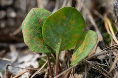 Pucciniastrum pyrolae