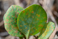 Pucciniastrum pyrolae