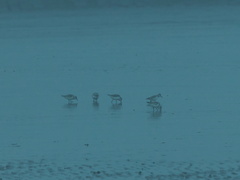 Calidris alba
