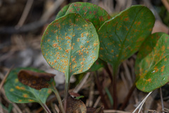 Pucciniastrum pyrolae