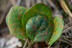 Pucciniastrum pyrolae