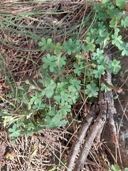 Oxalis