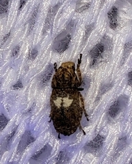 Toxonotus cornutus