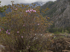Rhododendron ledebourii
