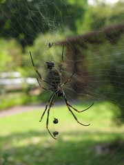 Trichonephila plumipes