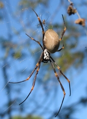 Trichonephila plumipes