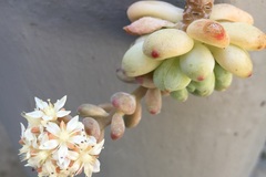 Sedum potosinum