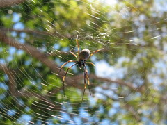Trichonephila plumipes