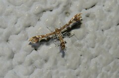 Geina periscelidactylus