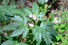 Jatropha macrorhiza