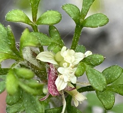 Xanthosia stellata