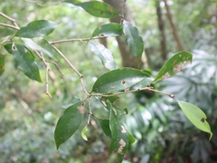 Osmanthus lanceolatus