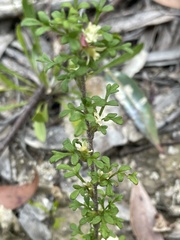 Xanthosia stellata