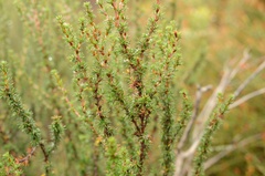 Cliffortia stricta