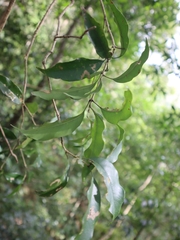 Osmanthus lanceolatus