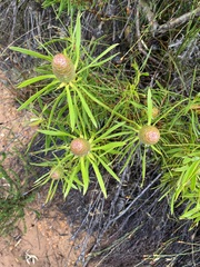 Leucadendron coniferum
