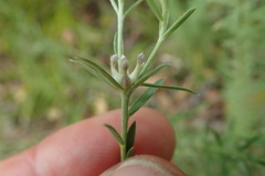 Gnidia setosa