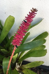 Aechmea gamosepala