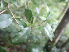 Osmanthus lanceolatus