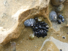 Siphonaria funiculata