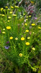 Chrysocoma coma-aurea