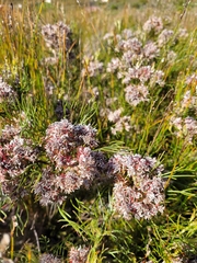 Serruria ascendens