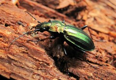 Carabus auronitens