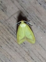 Aeolothapsa malacella