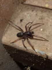 Battalus adamparsonsi