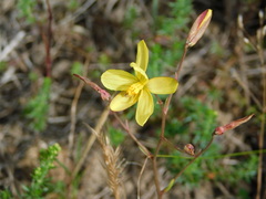 Cyanella lutea