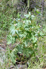 Jatropha macrorhiza