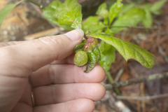 Dryocosmus quercuspalustris