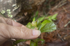 Dryocosmus quercuspalustris
