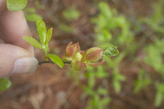 Exobasidium vaccinii
