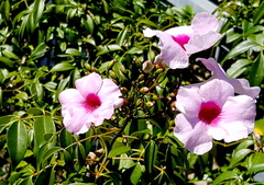 Pandorea jasminoides