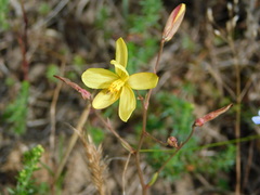 Cyanella lutea