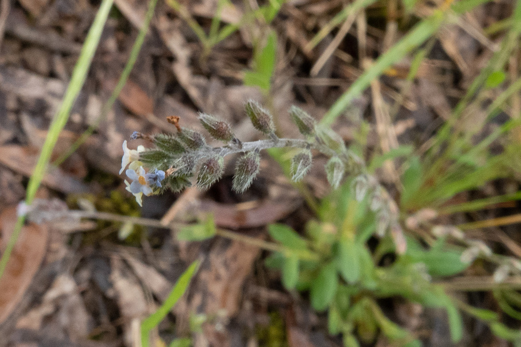 Changing from Castlemaine VIC, Australia on October 28