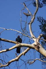 Eudynamys orientalis