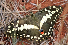 Papilio demodocus