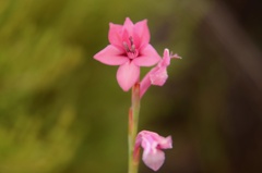 Watsonia coccinea