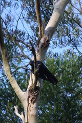 Eudynamys orientalis