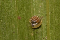 Coneuplecta calculosa