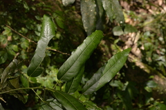 Carronia multisepalea