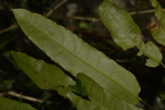 Carronia multisepalea