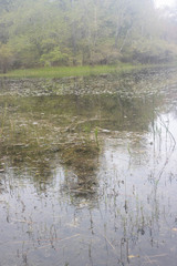 Dulichium arundinaceum