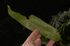 Carronia multisepalea