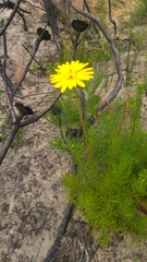 Ursinia