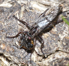 Hypenetes